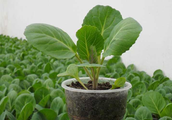 12 главных правил выращивания рассады капусты в домашних условиях