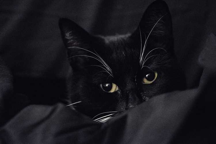 7 интересных примет и суеверий в разных странах мира когда черный кот в доме