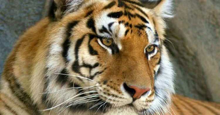 развитие программы по сохранению тигров