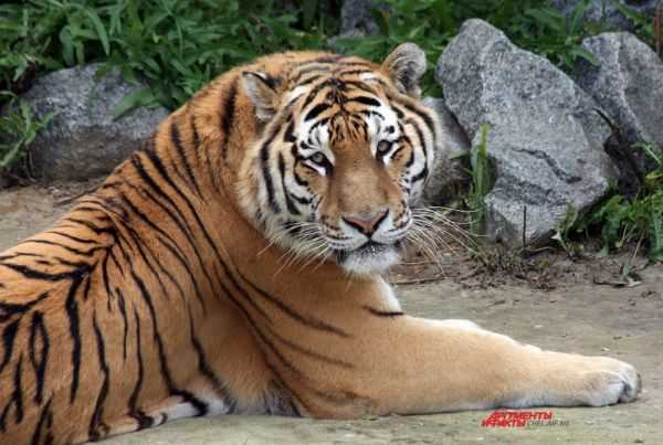 о том, что стало с самым знаменитым тигром россии