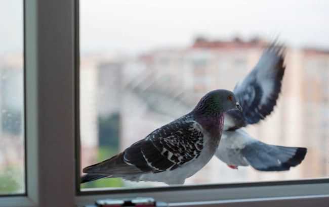 что означает примета «птица села на окно»