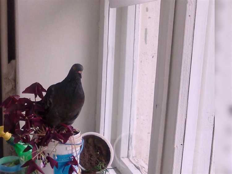 что предвещает голубь залетевший в окно