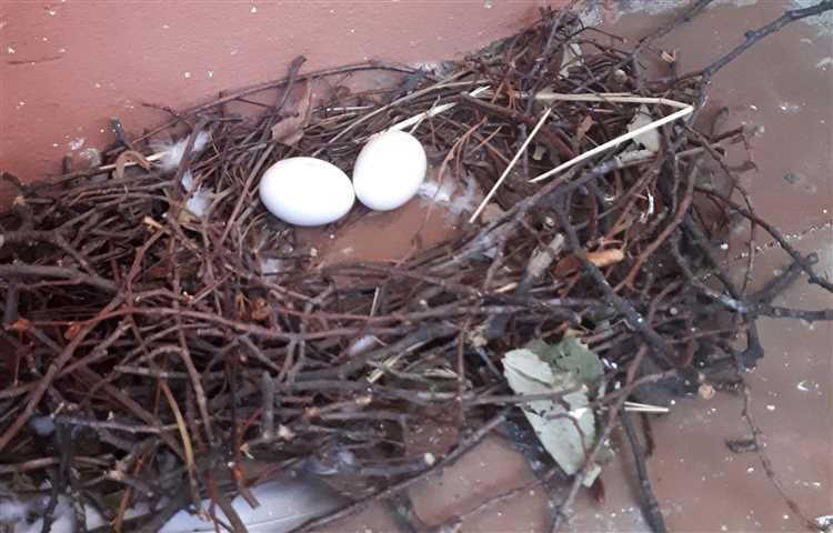 голуби свили гнездо на балконе — примета о доме