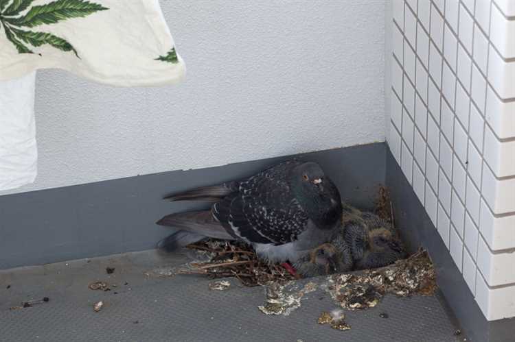 голуби свили гнездо на балконе - примета