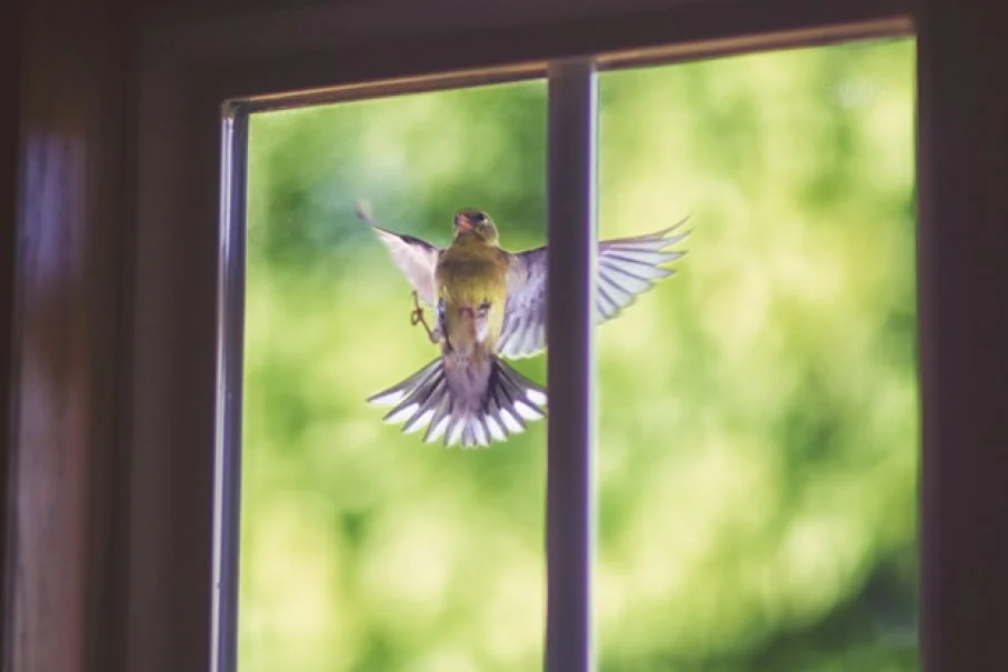 к чему птица бьется в окно 2 варианта трактования приметы