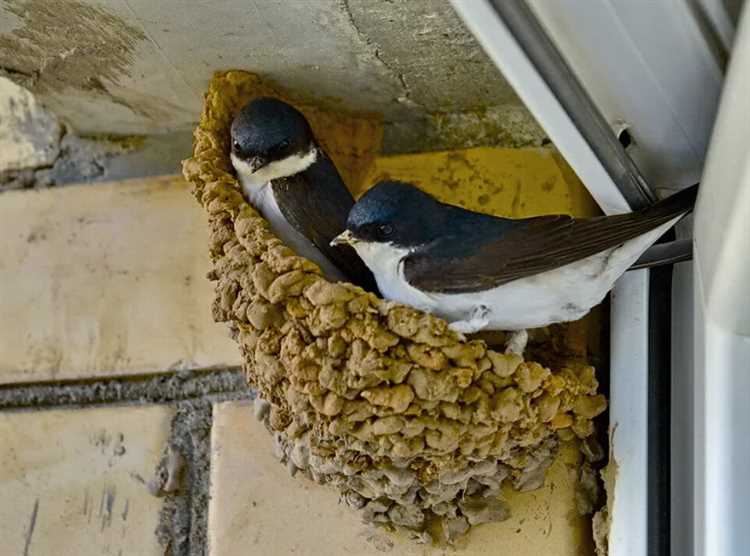 к чему птица свила гнездо под окном примета