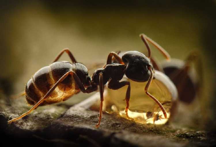 выводить муравьев или нет