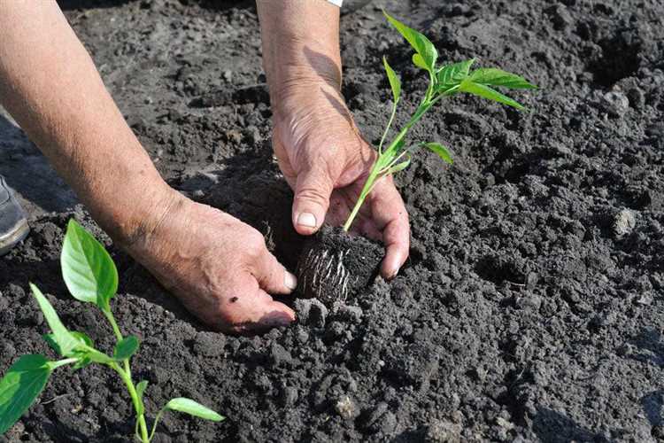 подготовка почвы и правила высаживания