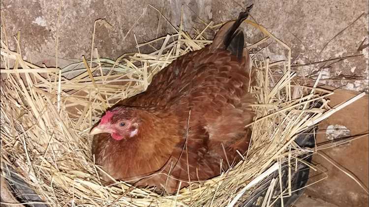 Курица садится на яйца как отучить ее высиживать и зачем это надо