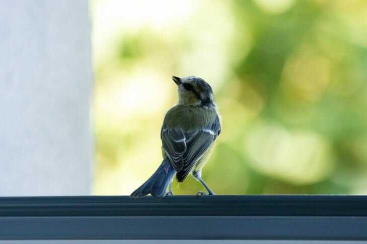 маленькая птичка бьется в окно