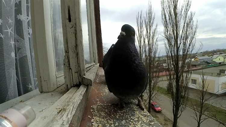 приметы про голубей голубь ударился в окно голубь свил гнездо на балконе