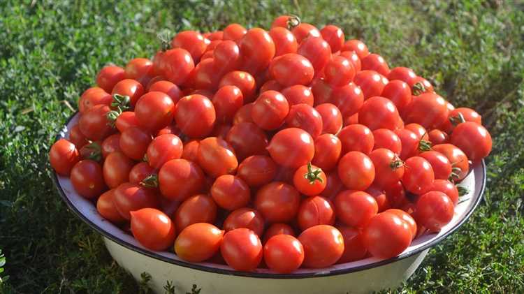 посев томатов на рассаду пошаговая инструкция