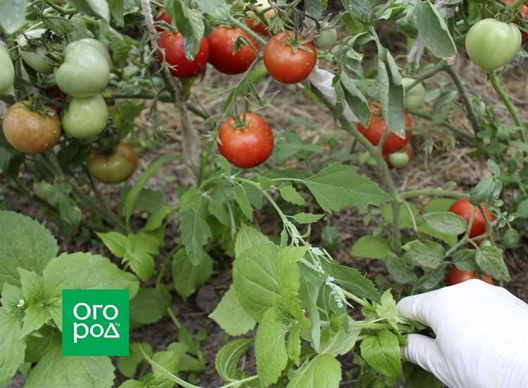 выращивание томатов по лунному календарю в 2023 году