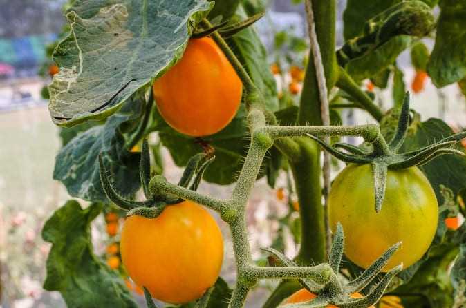 вкусные томаты богатый урожай – посадите рассаду по лунному календарю