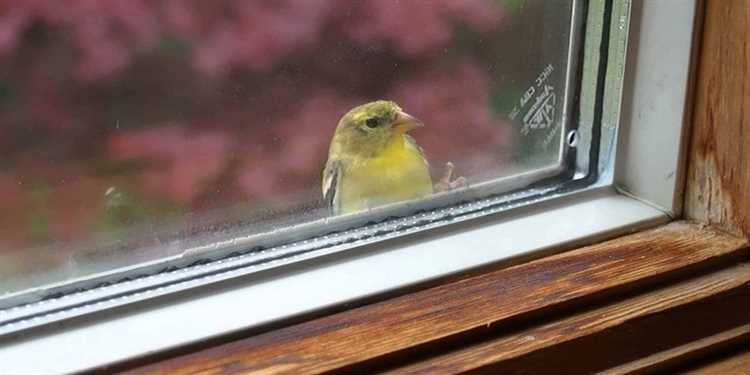 значение приметы про птицу которая стучит в окно